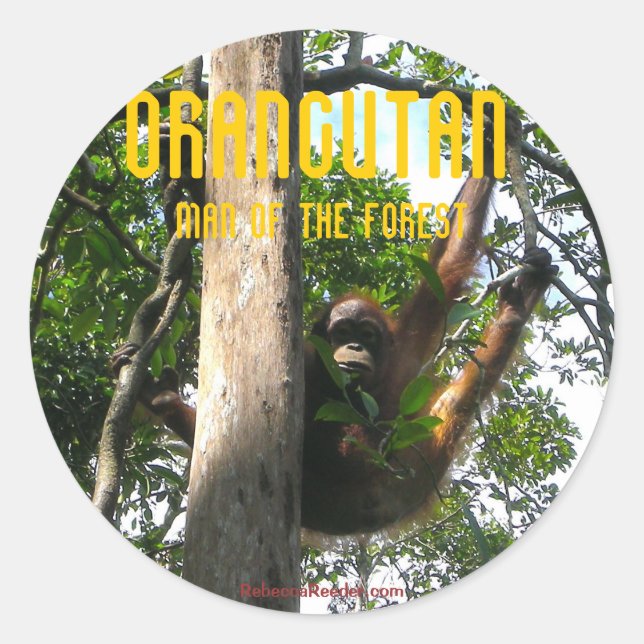 "Bu Primate" - adesivos orangotangos (Frente)