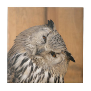 Bubo bubo sibiricus