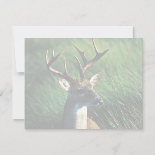 Buck de cauda branca (Frente)