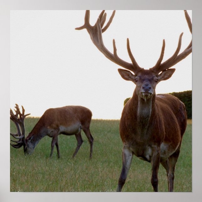 Buck Poster Impressão (Frente)