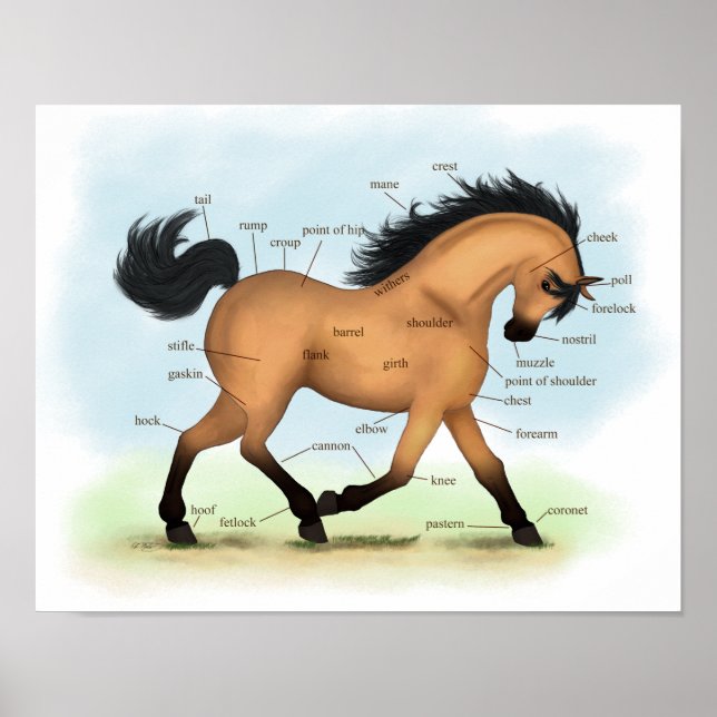 Buckskin Horse Educational Equine Anatomy Poster (Frente)