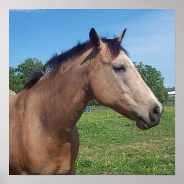 Buckskin Mustang Poster (Frente)
