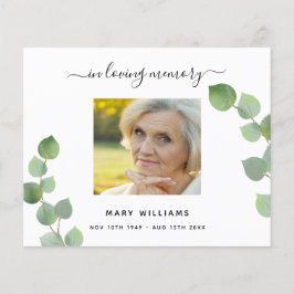 Budget Sympathy eucalyptus obrigado branco