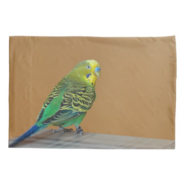 Budgie (Verso)
