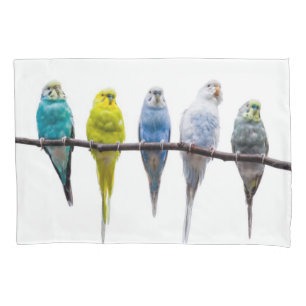 Budgies