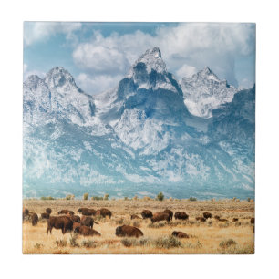 Búfalo abaixo das montanhas grandes de Teton