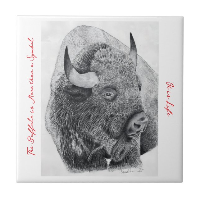 Búfalo Americano (Frente)