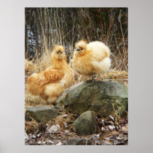 Buff Silkie Chickens em pé juntos Poster