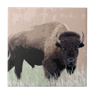 Buffalo / Bison