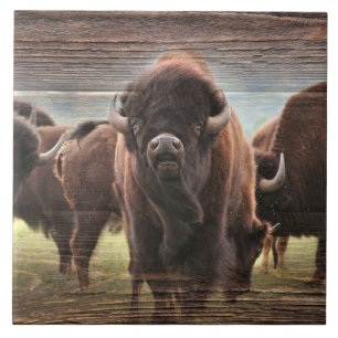 Buffalo Herd