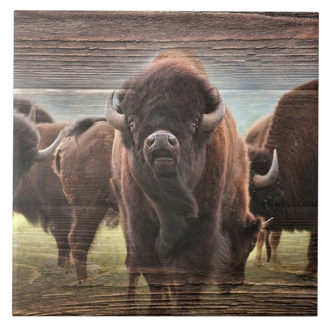 Buffalo Herd (Frente)
