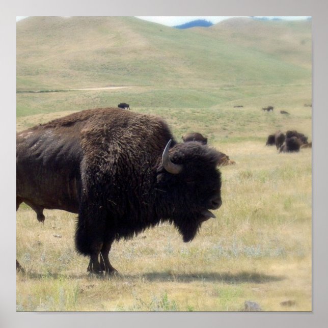 Buffalo Hunts Poster (Frente)