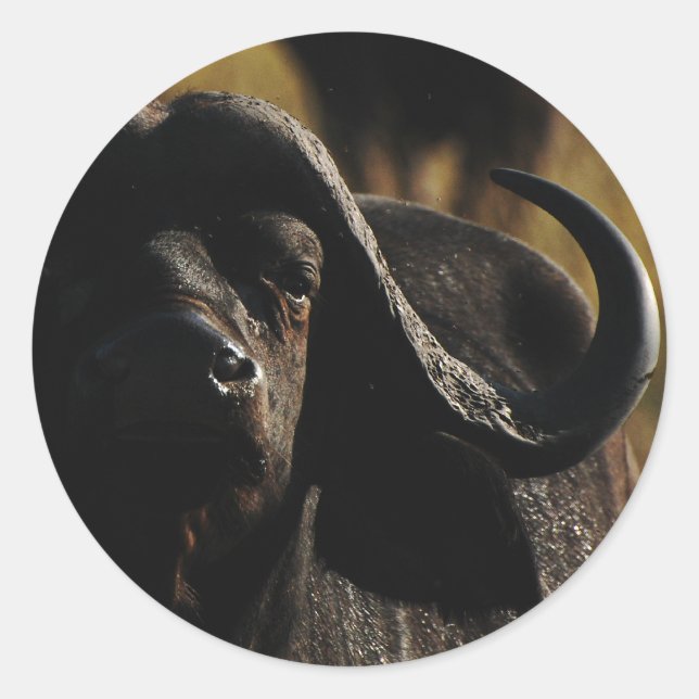 Buffalo - safari - cinco adesivos animais grandes (Frente)