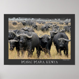 Buffalos Africanos do Poster Masai Mara