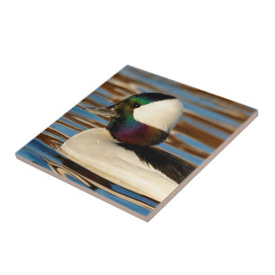 Bufflehead masculino na tarde Sun