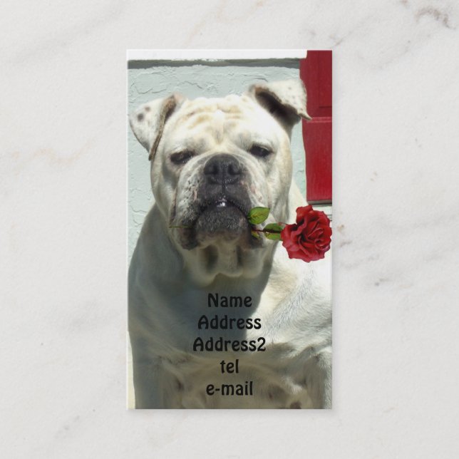 Buldogue branco com cartão de visita cor-de-rosa (Frente)