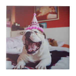 Buldogue britânico das imagens de Getty