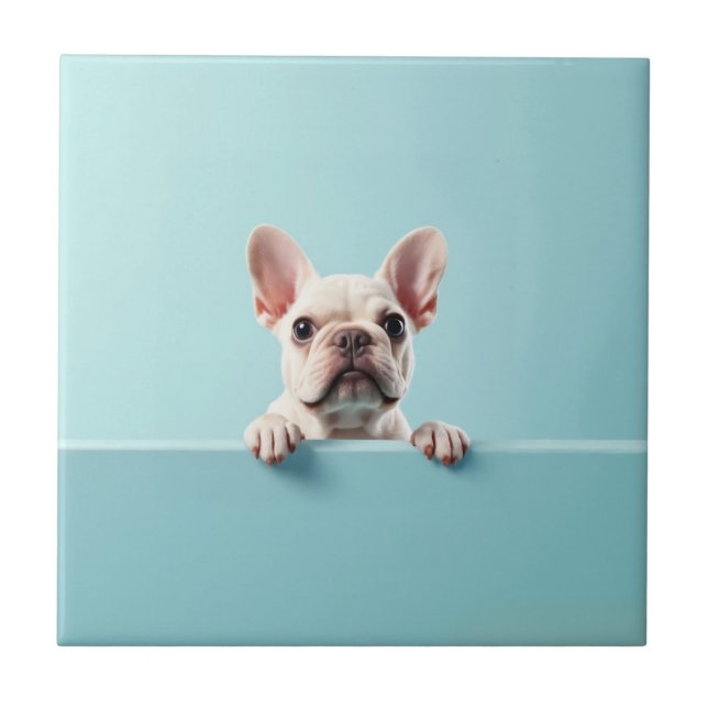 Buldogue Francês (Frente)