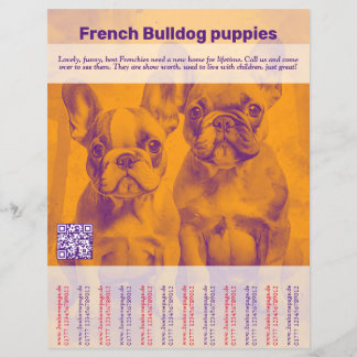 Buldogue Francês - Panfleto