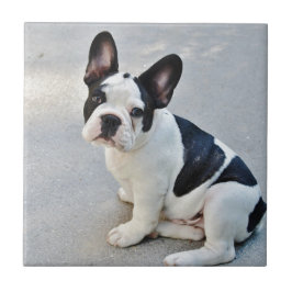 buldogue francês sentado