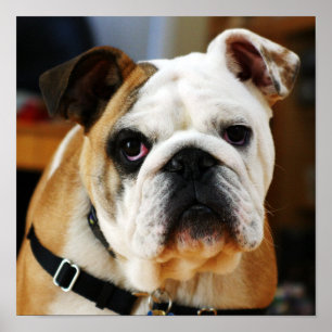 Buldogue Poster