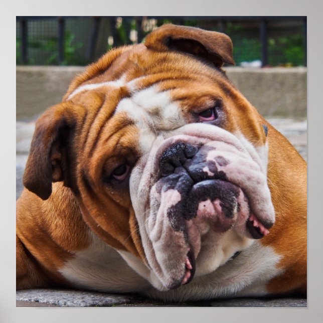 Buldogue Poster (Frente)