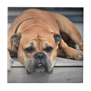 Bull Dog