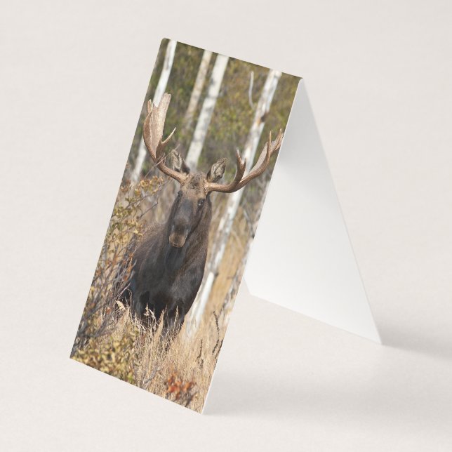 Bull Moose Impressionante (Frente)