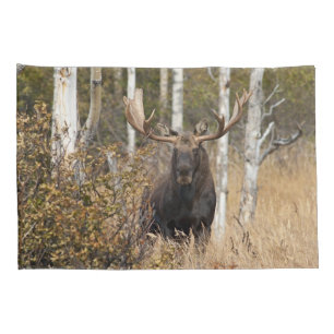 Bull Moose Impressionante