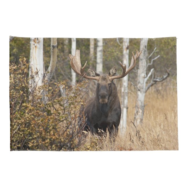 Bull Moose Impressionante (Parte Traseira - Direita)