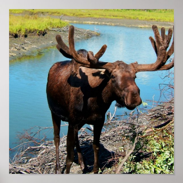 Bull Moose Poster Impressão (Frente)