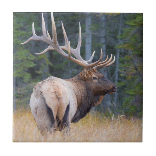 Bull Rocky Mountain Elk (Frente)
