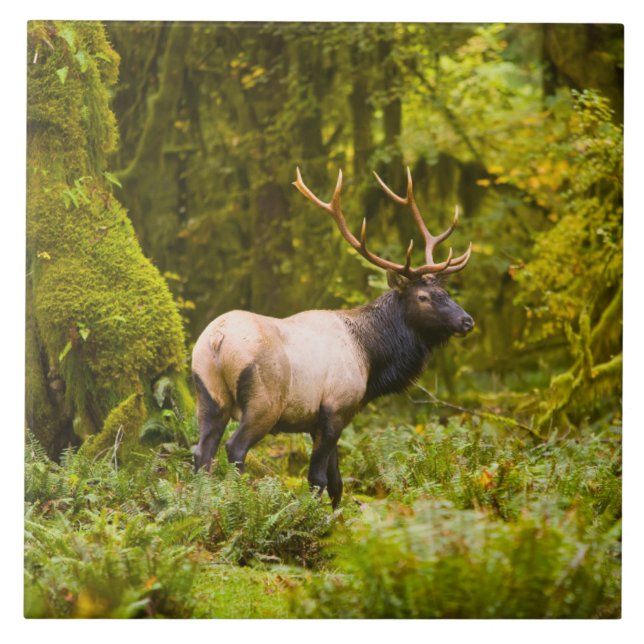 Bull Roosevelt Elk Em Prado (Frente)