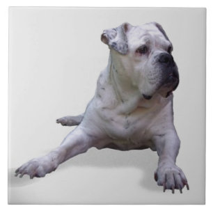 BULLDOG 2, Pet Love, Best Frial KEEPSAKE