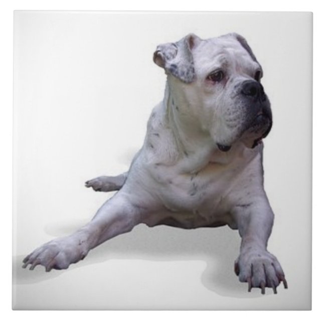 BULLDOG 2, Pet Love, Best Frial KEEPSAKE (Frente)