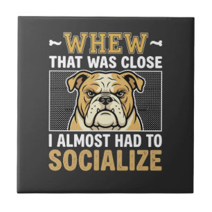 Bulldog Engraçado Socializar Cachorro