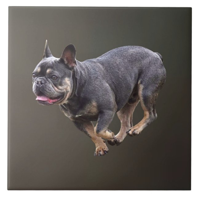 Bulldog Francês Correndo (Frente)