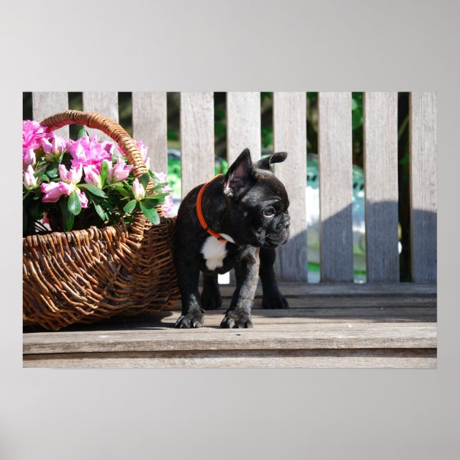 Bulldog francês poster (Frente)