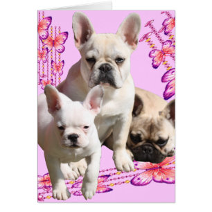 Bulldog francês trio cartão