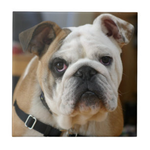 Bulldog.png