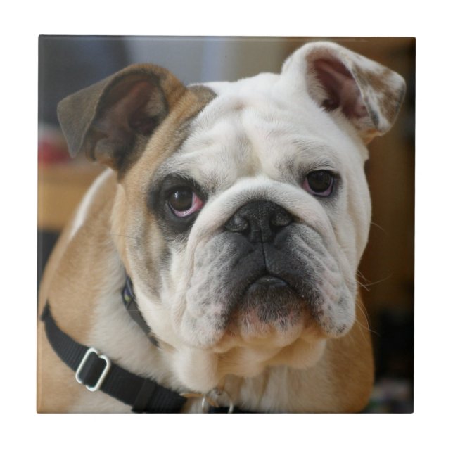 Bulldog.png (Frente)