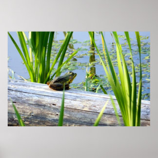 Bullfrog Bliss Poster