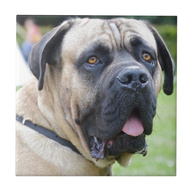 Bullmastiff (Frente)