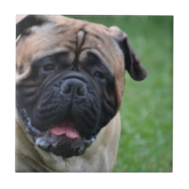 Bullmastiff bonito (Frente)