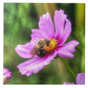 Bumble Bee em Cosmos Rosa