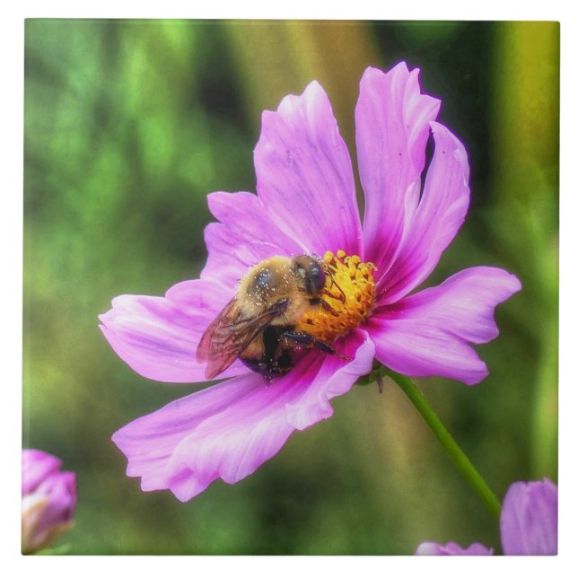 Bumble Bee em Cosmos Rosa (Frente)