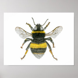 Bumble Bee Poster