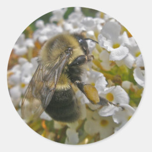 Bumblebee com adesivos de Pólen