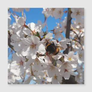 Bumblebee em cerejeira selvagem, cartão magnétic