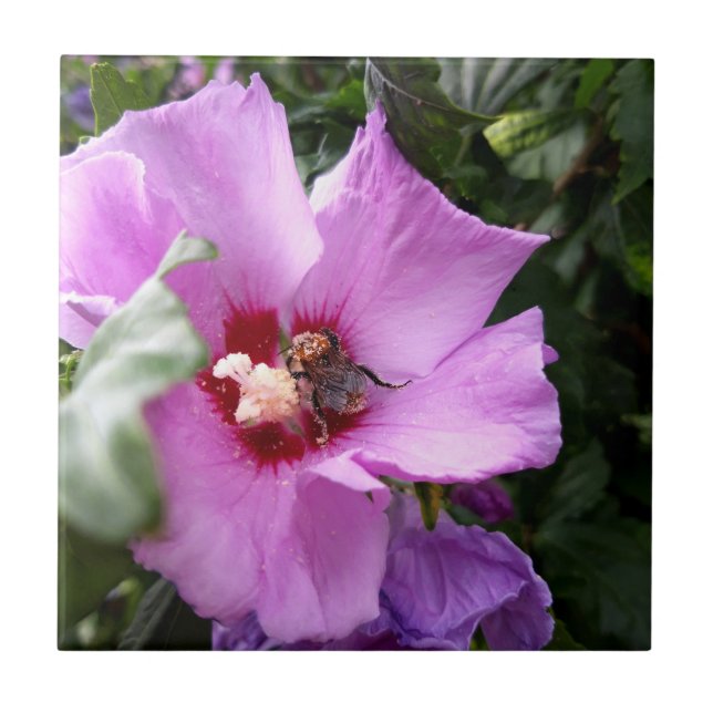 Bumblebee na Flor de Hibiscus (Frente)